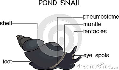 External anatomy of common air-breathing freshwater snail. Vector Illustration